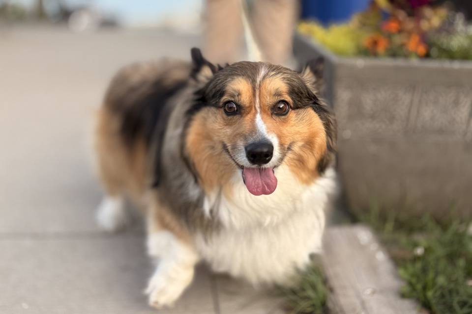 Dog friendly weddings