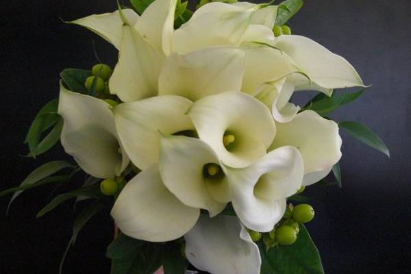 Ivory mini calla lily bouquet with a touch of green hypericum berries.