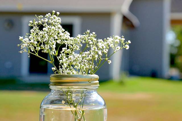Baby's breath