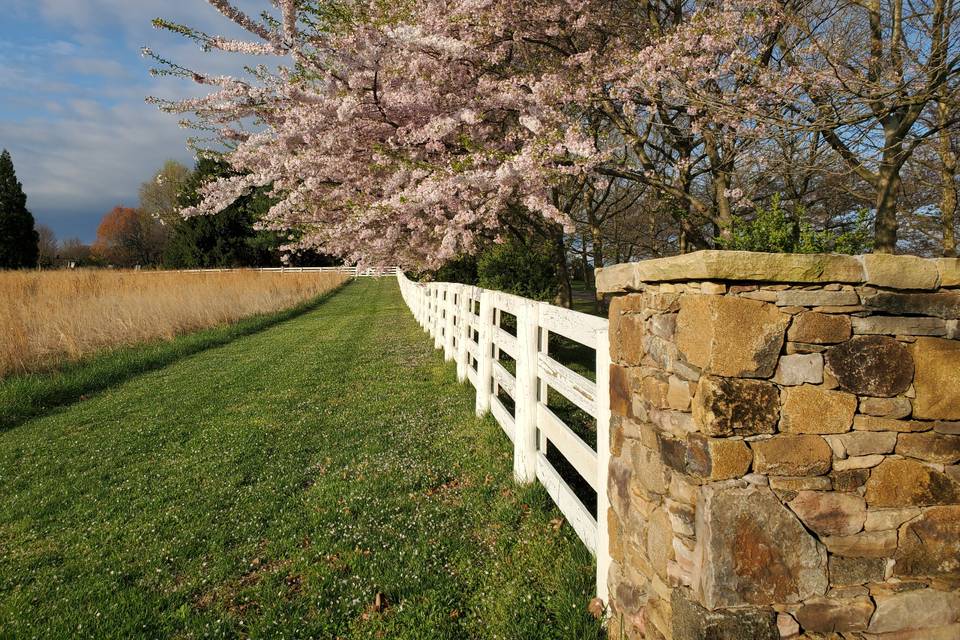 Cherry Trees above Fence