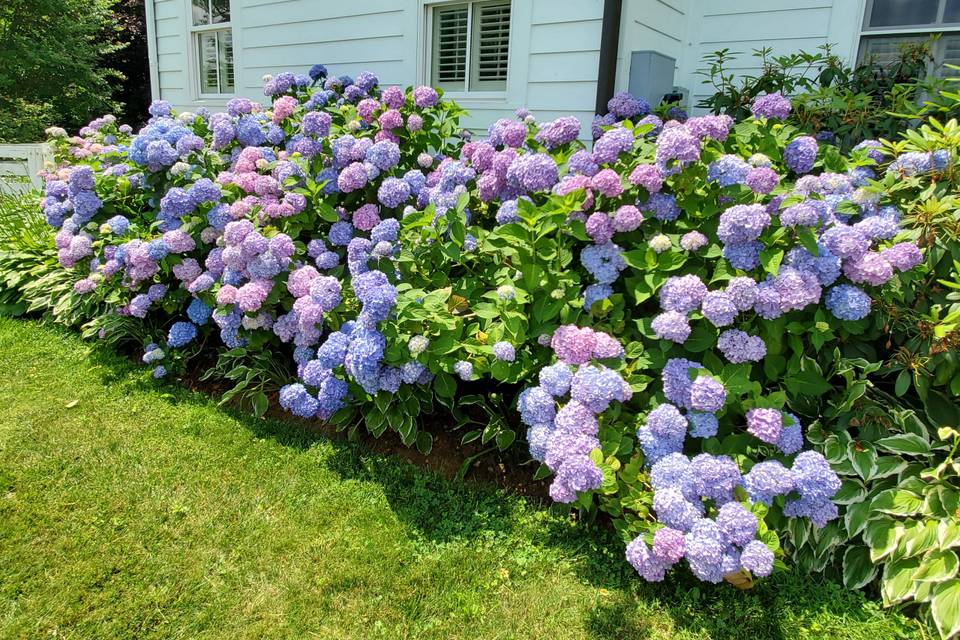 Hydrangea Row