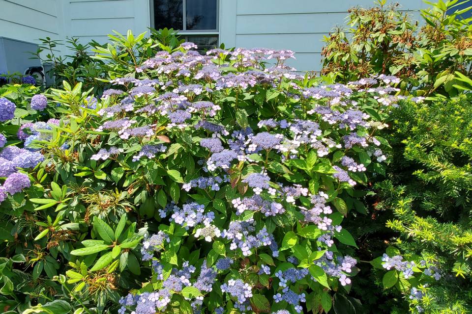 Lace Cap ? Hydrangea