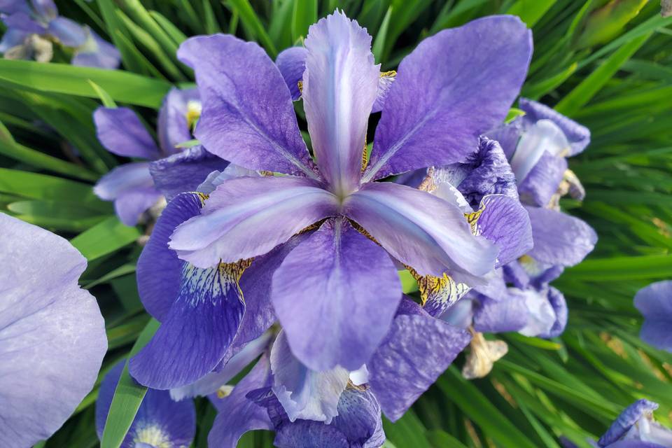 Iris detail