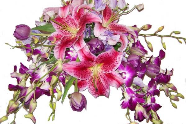 Lilies and Orchids