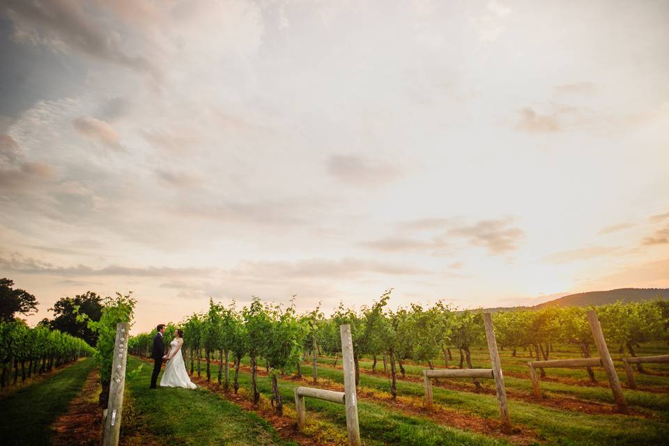 Vineyard with a sunset