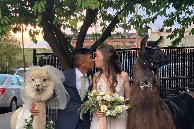 Llama Love: 10.4.2019 Wedding