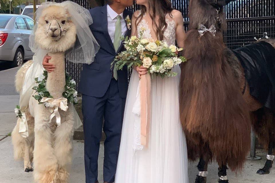 Llama Love: 10.4.2019 Wedding