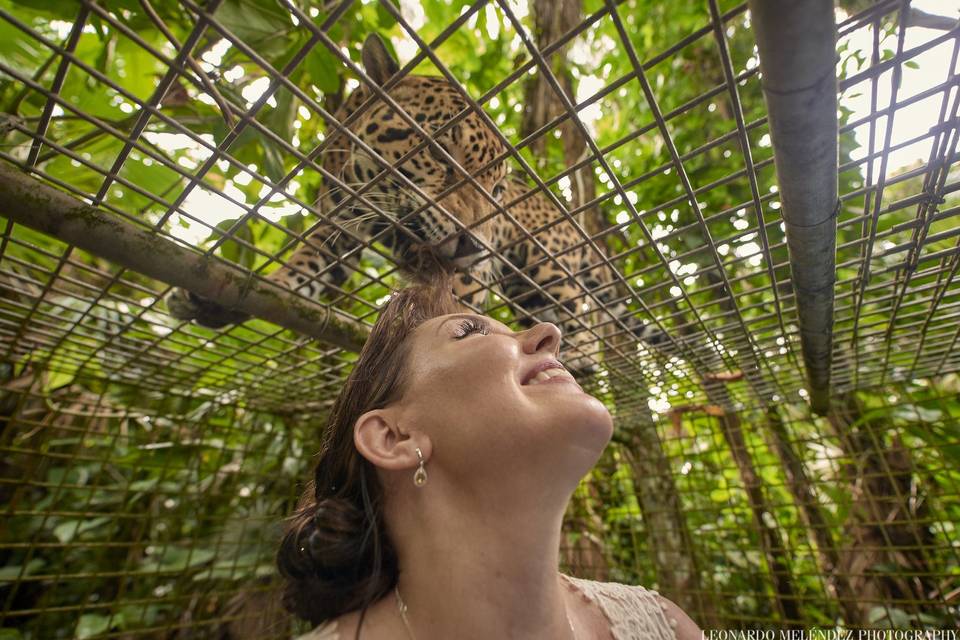 Kiss the Bride!Junior Buddy the Jaguar gets up close and personal