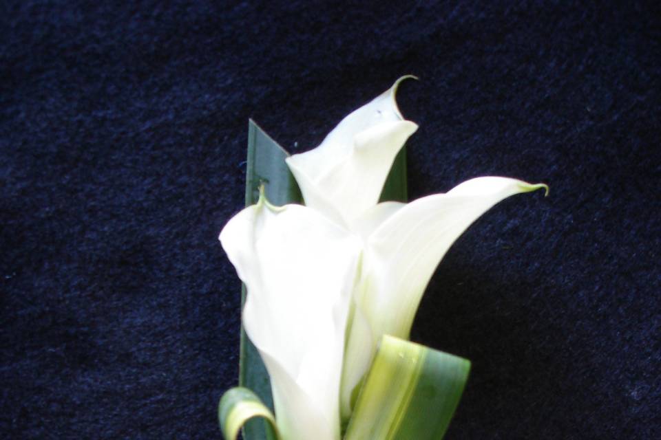 White Mini Calla Lily Bouquet - Nancy's Floral