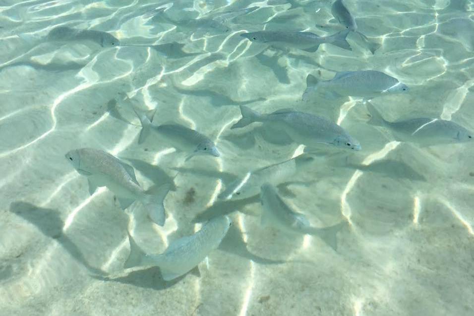 Swimming with Fish in Mexico