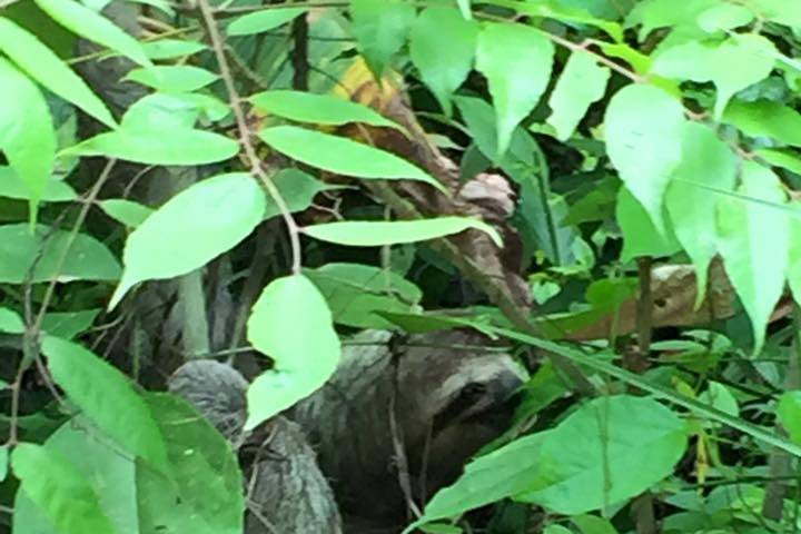 Costa Rica Sloth