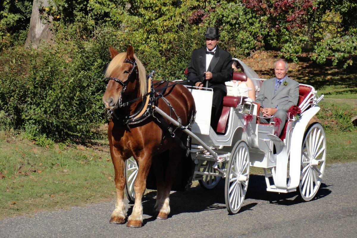 Happy Trails Horse And Carriage - Wedding Limos - Vale, Nc - Weddingwire