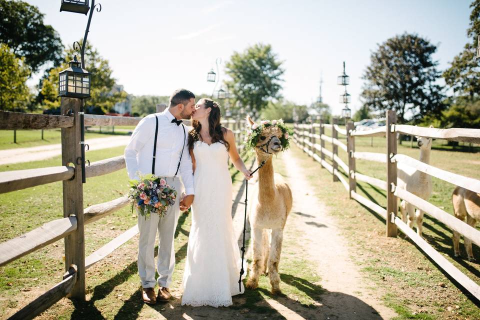 Alpaca farm wedding