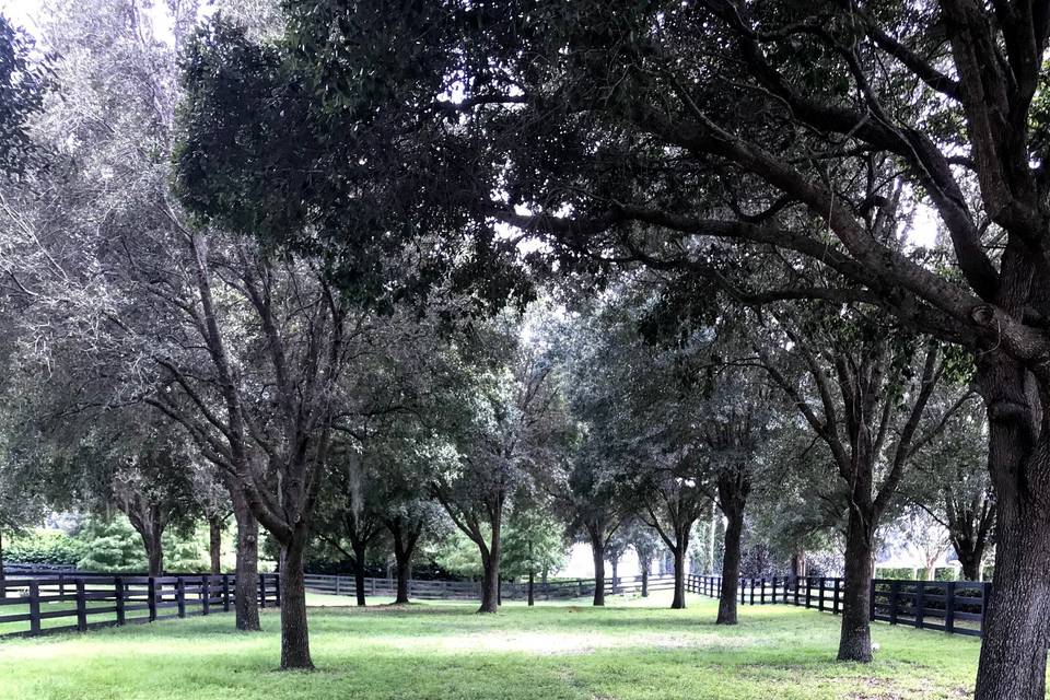 Enchanted Forest Ceremony Site