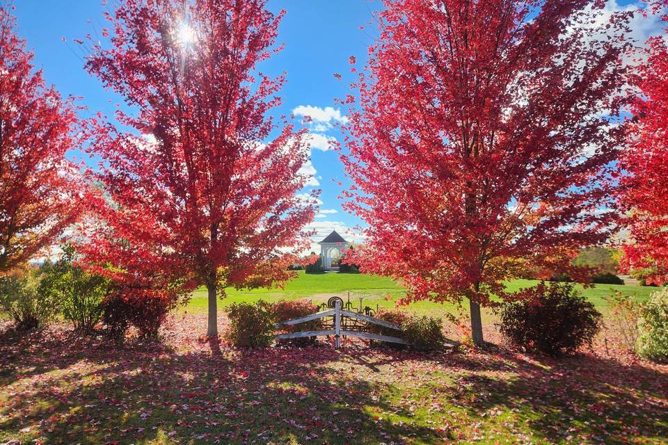 Autumn Colors