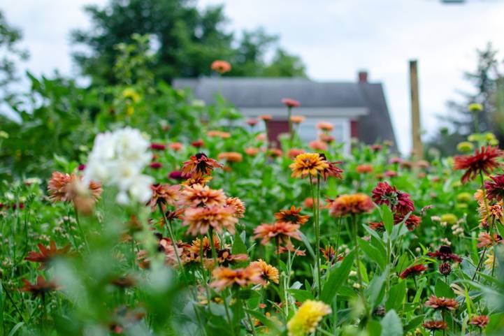 Sahara rudbeckia