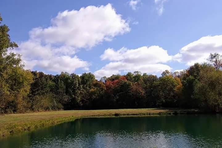 Pond view