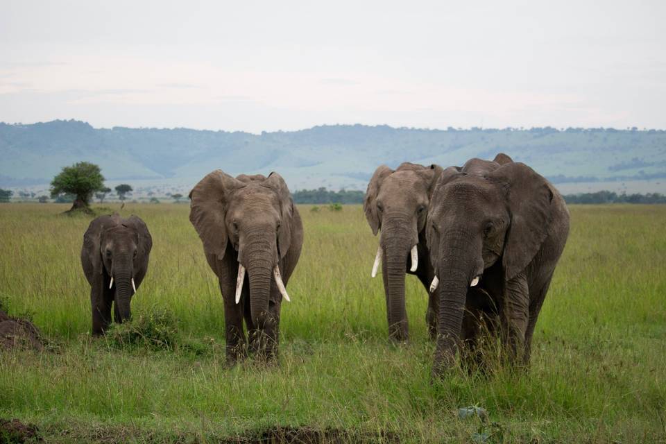 Masai Mara, Kenya