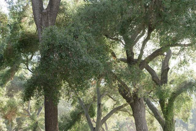 Oak Grove Ranch
