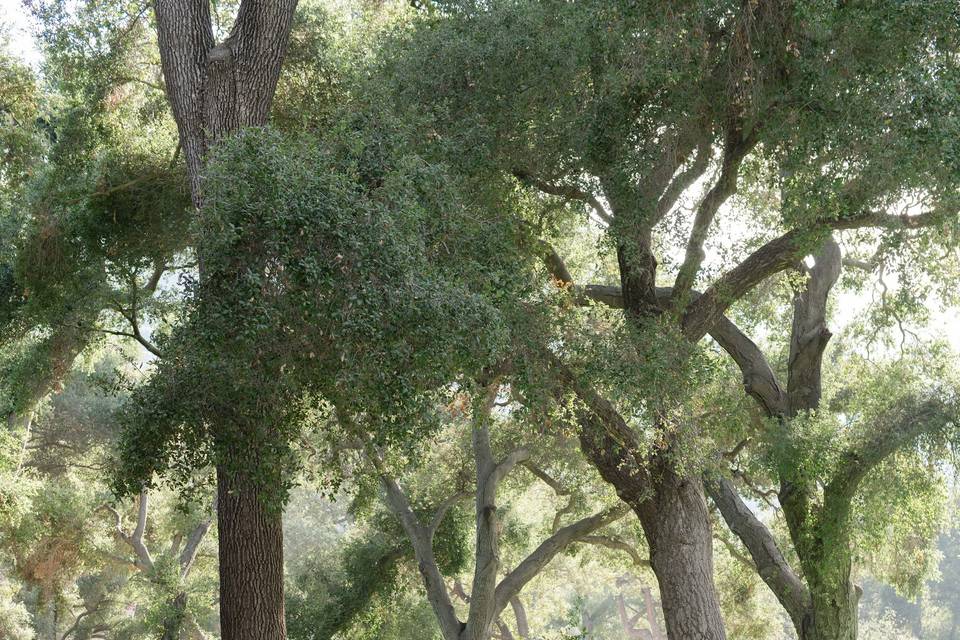 Oak Grove Ranch