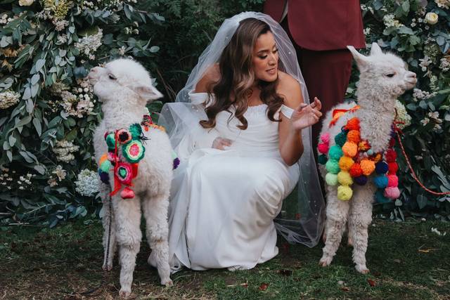 Baby Alpaca wedding