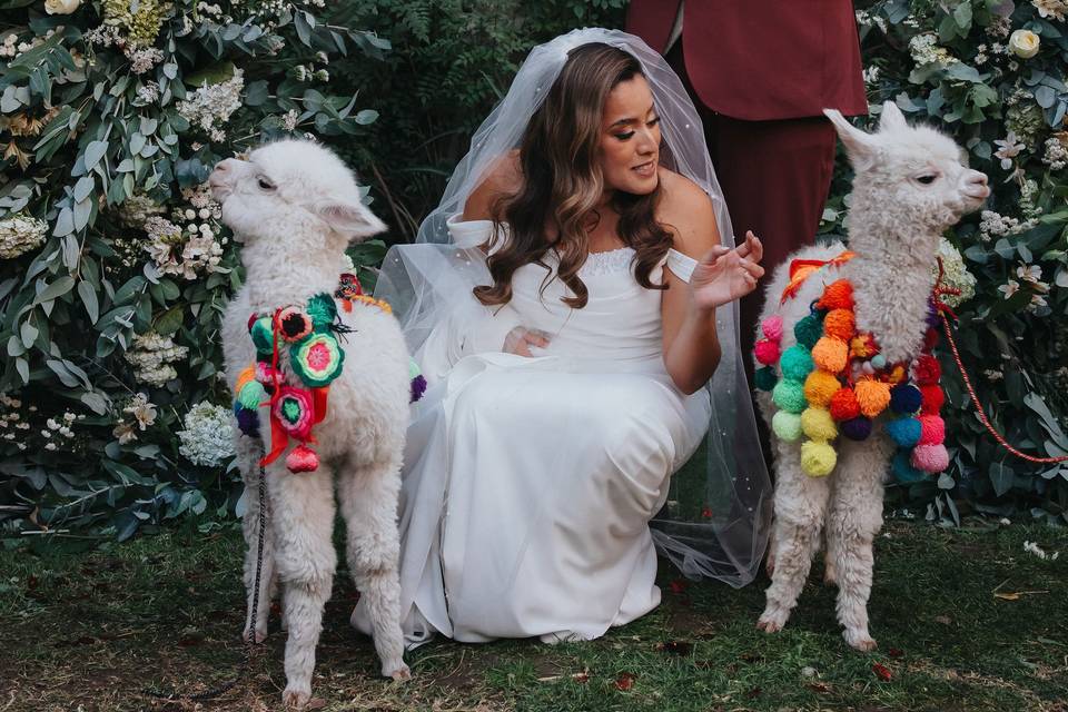 Baby Alpaca wedding