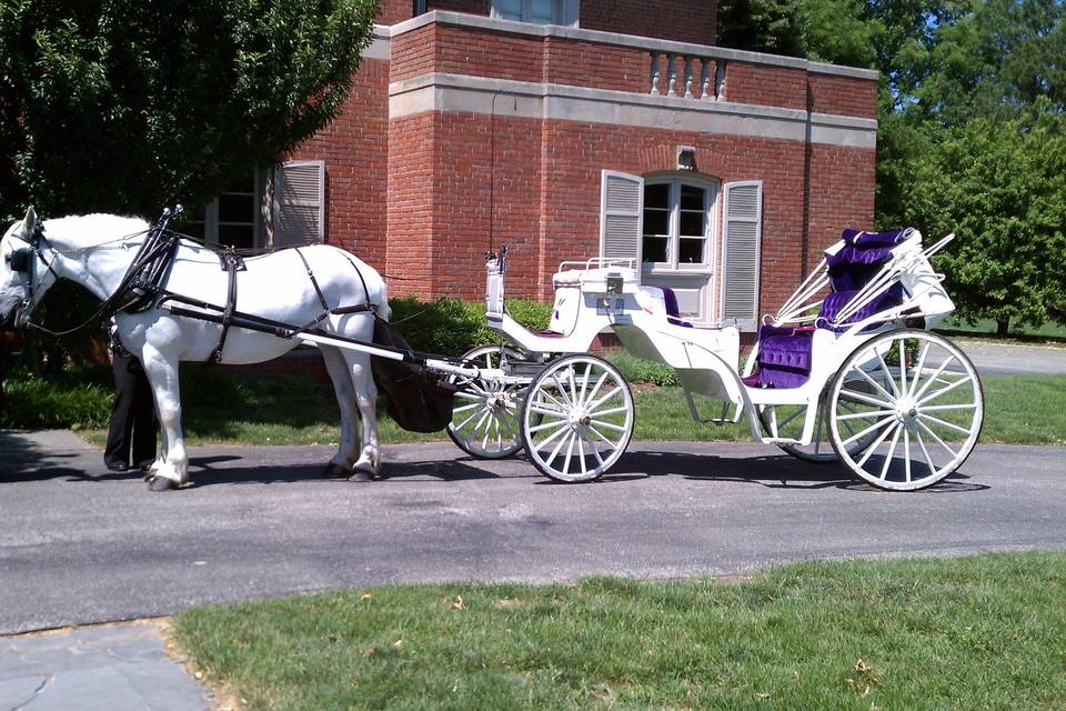 Yellow Rose Carriages