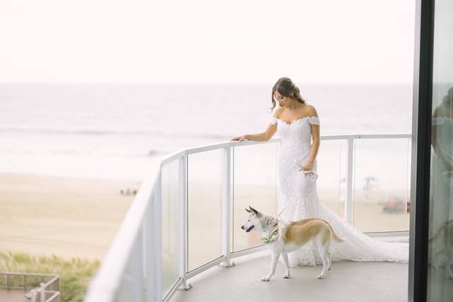 Dog on Terrace