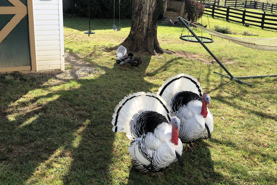 Turkeys by House