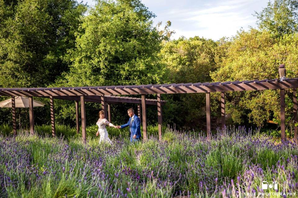 Lavender field