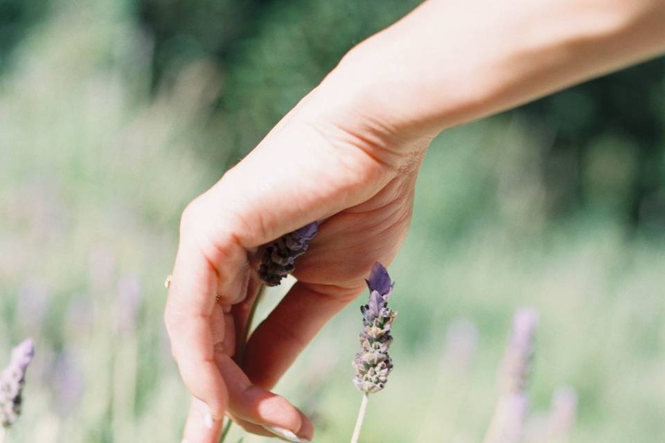 Lavender Field