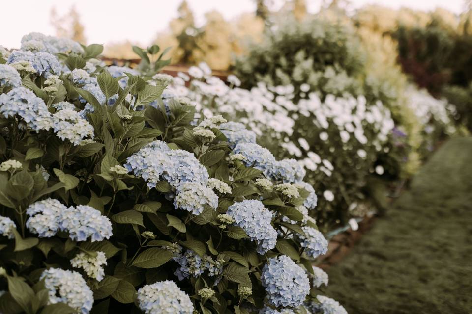 Flowers Galore