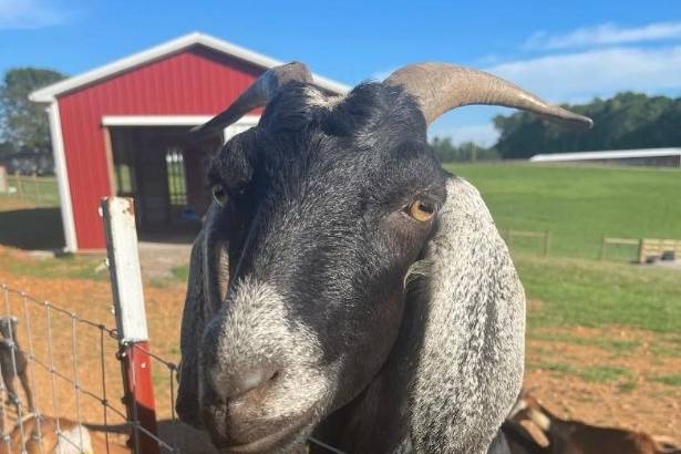 Adorable goats
