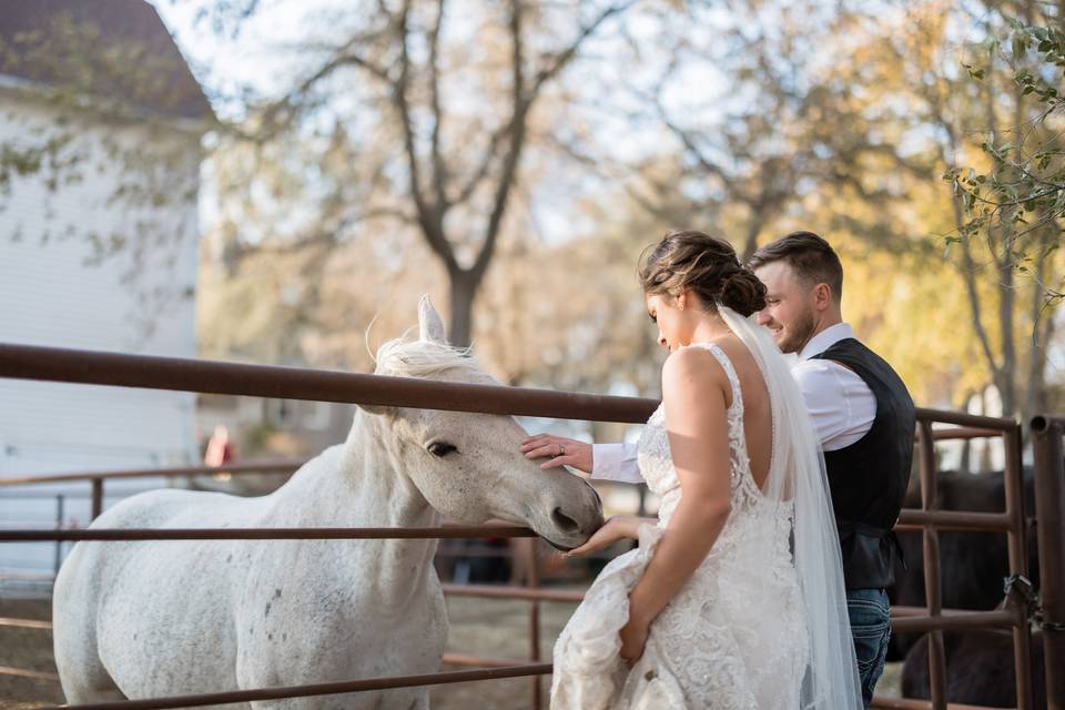 Wedding day horses