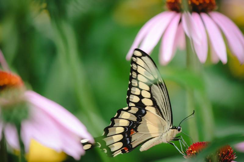 Creamy butterflies