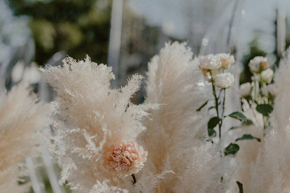 Pampas Grass Life