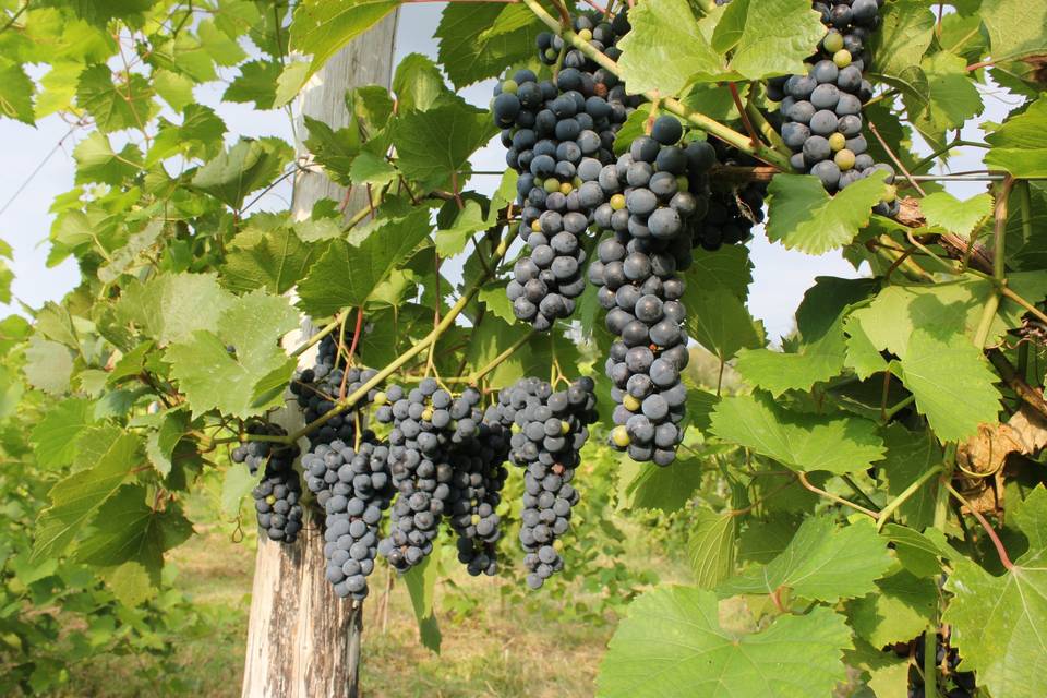 Grapes amd vines