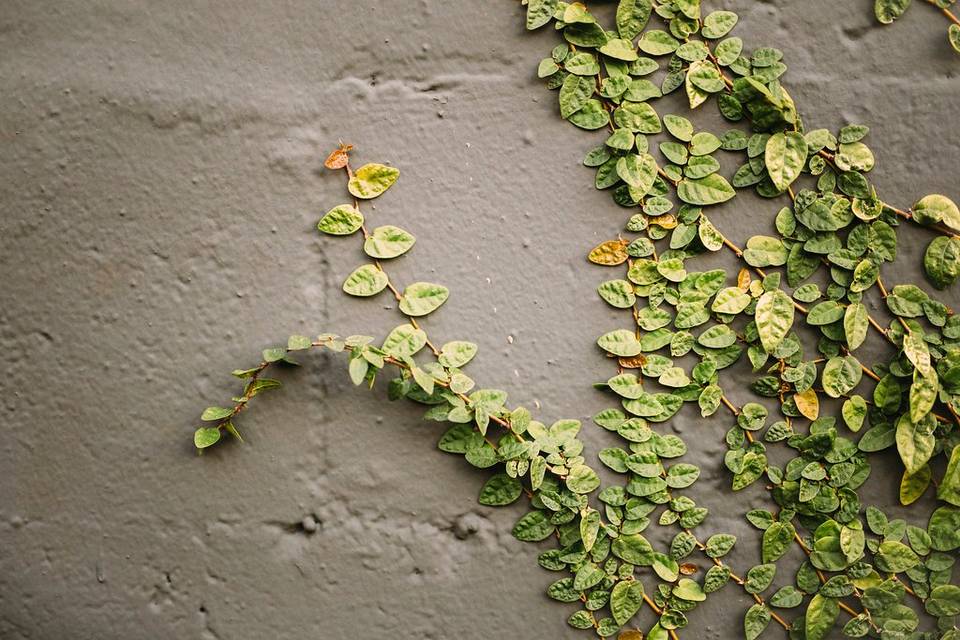Ivy Wall (Fully Green Now!)