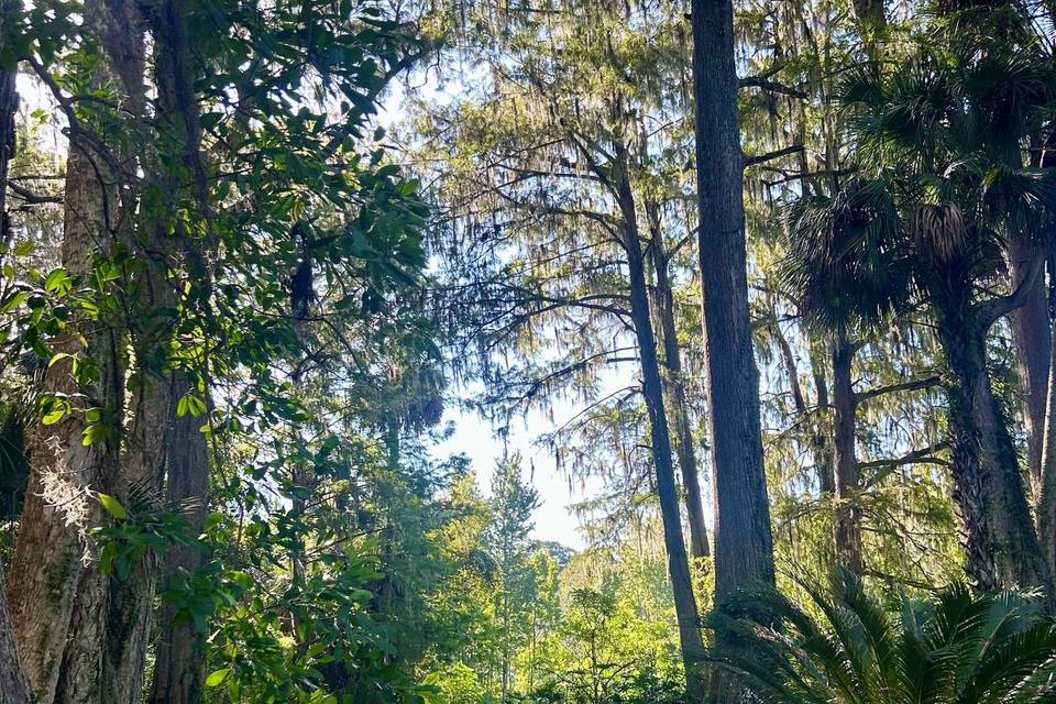 Cypress Side View