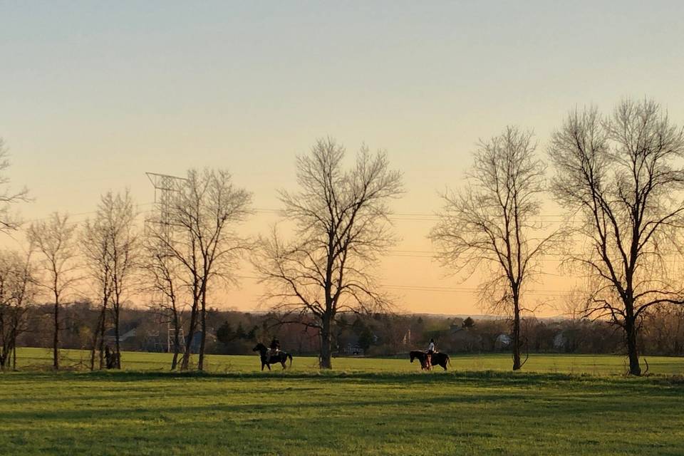 Horses out for a stroll