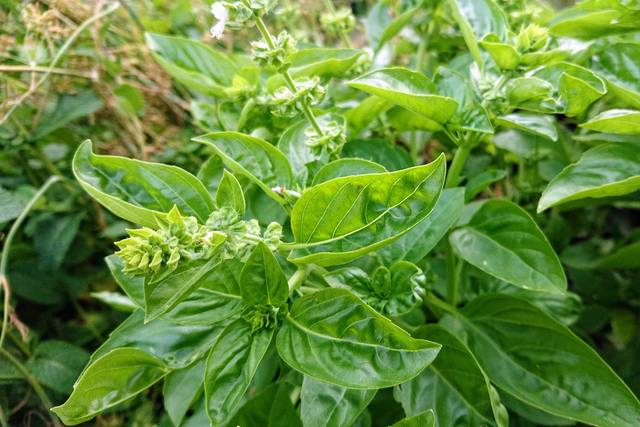 Fresh basil