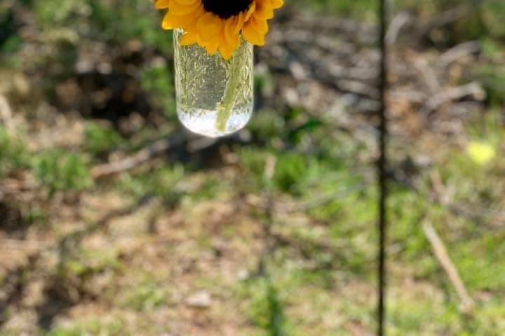 Sunflowers and mason jars