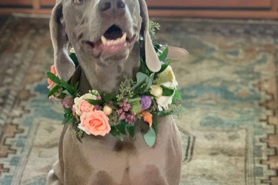 Floral Dog Collar