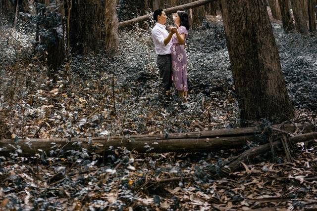 Forest fairytale