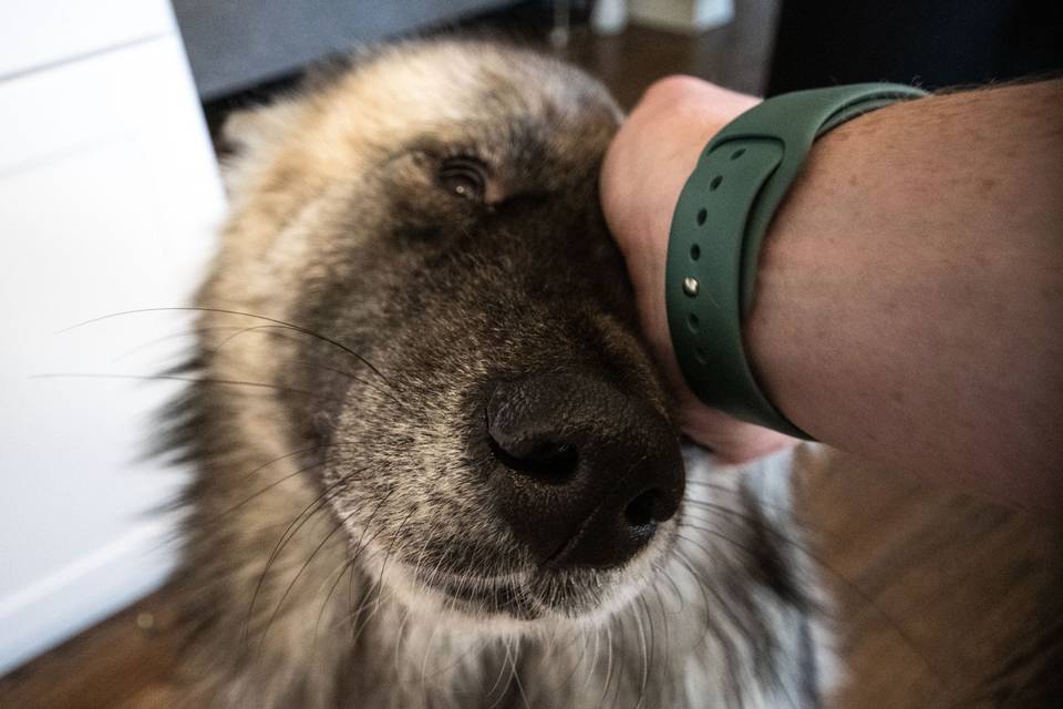 A beloved pet - O Film & Media