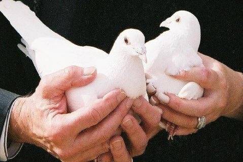 Nothing sweeter than holding cooing Doves that will fly home after circling the wedding location to represent the peace and joy that you marriage has been blessed with.