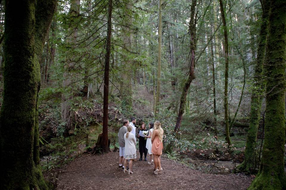 Swept away under the Redwoods to elope in Santa Cruz.