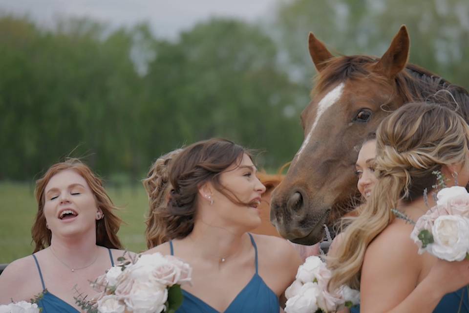Horse lovers! - Beth Hammock Films