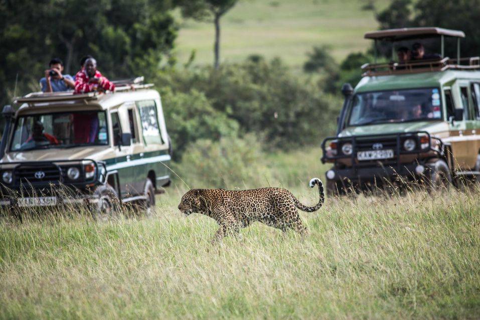 Enjoying wildlife