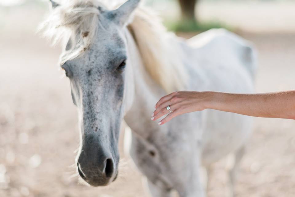 Brides ring and horse